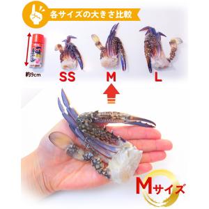 切り ワタリガニ 1kg 約21肩〜25肩入 ...の詳細画像4