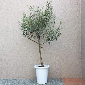 オリーブ 苗木 果樹の苗 苗木 の商品一覧 苗木 植木 花 ガーデニング 通販 Yahoo ショッピング