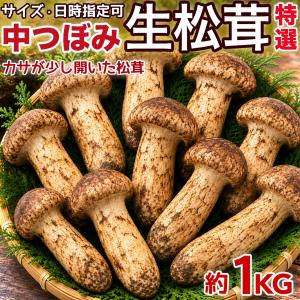 生松茸 約500g 箱 中つぼみ(半開き) 特選 中国雲南産 天然まつたけ