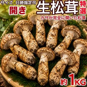 生松茸 約500g 箱 つぼみ 特選 中国雲南産 天然まつたけ｜空輸直送