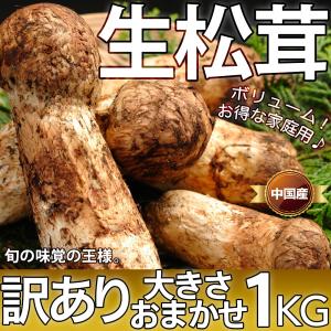 生松茸 訳あり 約1kg ＜開き方・大きさおまかせ＞ 空輸 中国産 厳選フレッシュ松茸 まつたけ 日本向け 天然マツタケ 秋の味覚 敬老の日 御中元 ＜国内検品＞｜season-plaza