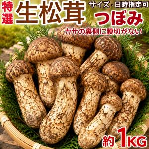 松茸 まつたけ 中国産 500グラム 特別贈答用 ギフト用 竹箱 : 夜の