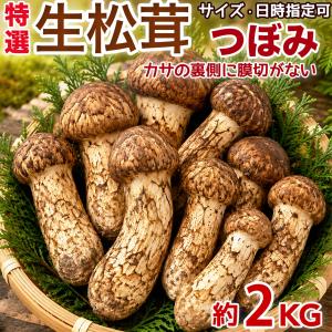 期間限定特価！　採れたて松茸　つぼみS 箱入り約1kg 中国雲南産 生松茸 約500g 箱 つぼみ 特選 中国雲南産 天然まつたけ｜空輸直送