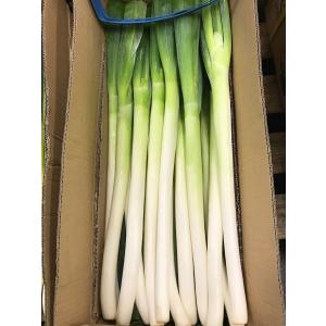 長ねぎ 業務用 20kg <5kg×4箱>16...の詳細画像2