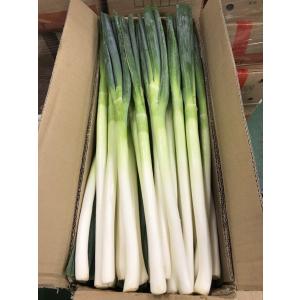 長ねぎ 業務用 20kg <5kg×4箱>16...の詳細画像5