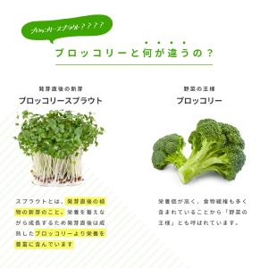 ブロッコリースプラウト サプリ サプリメント ...の詳細画像2