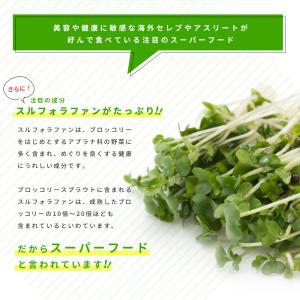 ブロッコリースプラウト サプリ サプリメント ...の詳細画像3