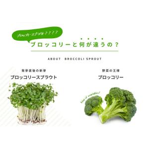 ブロッコリースプラウト サプリ サプリメント ...の詳細画像2