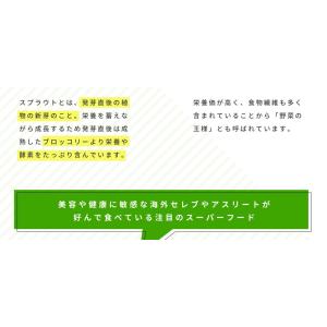 ブロッコリースプラウト サプリ サプリメント ...の詳細画像3