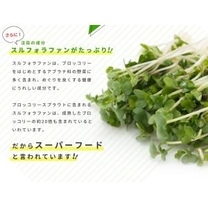 ブロッコリースプラウト サプリ サプリメント ...の詳細画像4