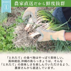 沖縄県産 島らっきょう1kg 生(土付き) 送料無料の詳細画像4