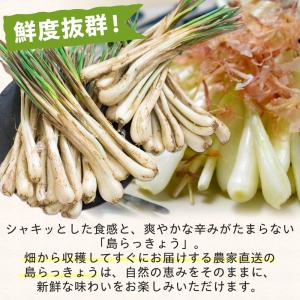 沖縄県産 島らっきょう3kg 生(土付き) 送料無料の詳細画像1