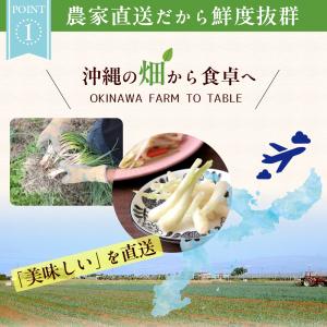 沖縄県産 島らっきょう3kg 生(土付き) 送料無料の詳細画像3