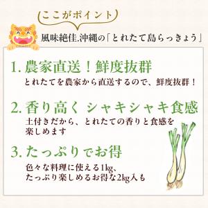 沖縄県産 島らっきょう5kg 生(土付き) 送料無料の詳細画像2