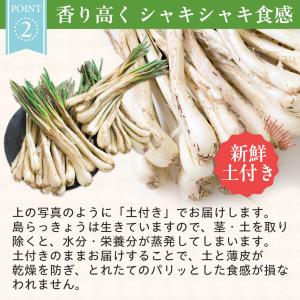 沖縄県産 島らっきょう5kg 生(土付き) 送料無料の詳細画像5