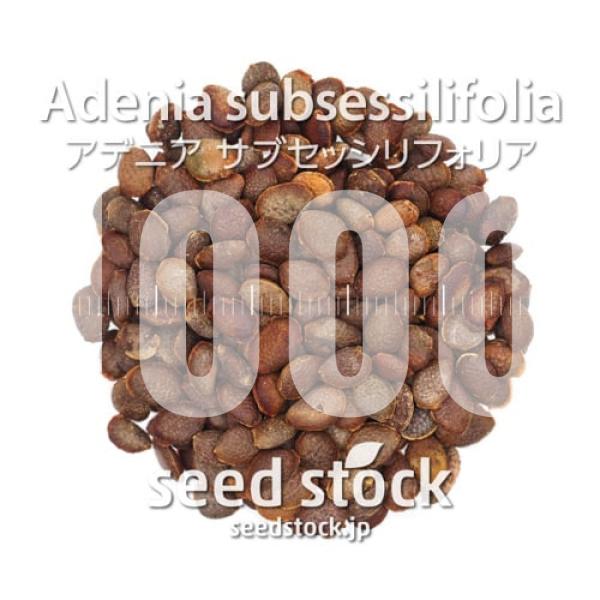 [種子] アデニア サブセッシリフォリア Adenia subsessilifolia 1000粒｜...