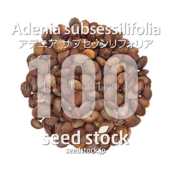 [種子] アデニア サブセッシリフォリア Adenia subsessilifolia 100粒｜塊...