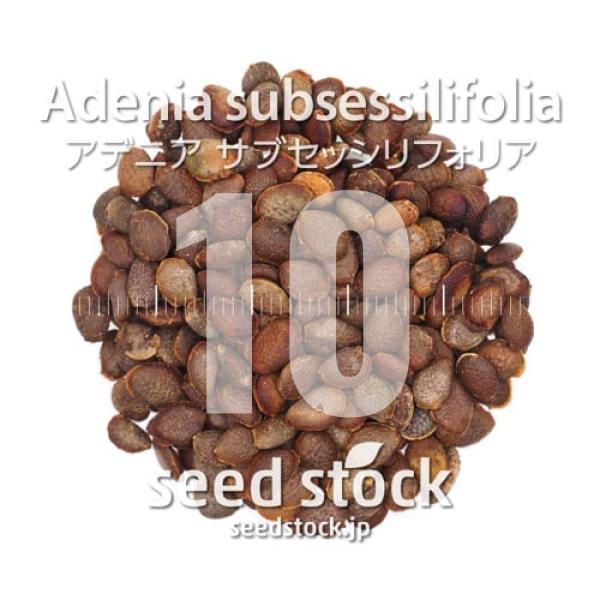 [種子] アデニア サブセッシリフォリア Adenia subsessilifolia 10粒｜塊根...