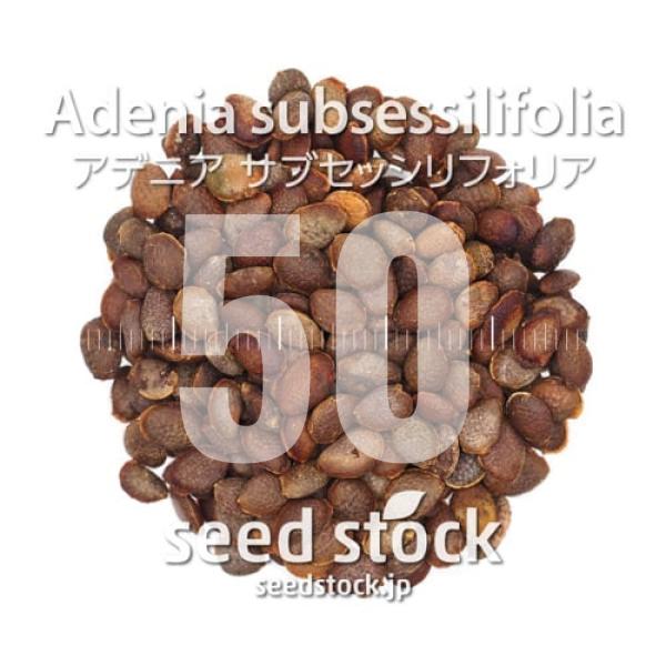 [種子] アデニア サブセッシリフォリア Adenia subsessilifolia 50粒｜塊根...