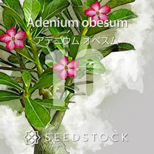 [種子] アデニウム オベスム Adenium ...の商品画像
