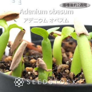 [種子] アデニウム オベスム Adenium...の詳細画像2