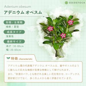 [種子] アデニウム オベスム Adenium...の詳細画像4