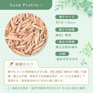 [種子] アデニウム オベスム Adenium...の詳細画像5