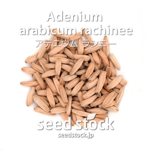 アデニウムの種子 アラビカム ラシニー Adenium Adenium arabicum rachi...