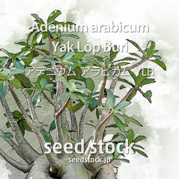アデニウムの種子 アラビカム YLB Adenium arabicum Yak Lop Buri