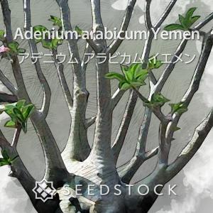 アガベの種子 ジプシコーラ : SEEDSTOCK ヤフーショップ - 通販