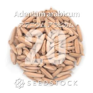 [種子] アデニウム アラビカム 20粒｜SEEDSTOCK