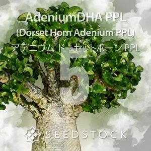 アデニウム ドーセットホーン 種子 5粒 CDP 獅子葉 葉巻き 塊根植物