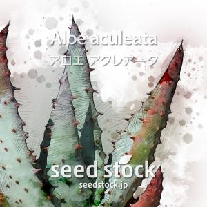 アガベの種子 オテロイ Agave oteroi : SEEDSTOCK ヤフーショップ