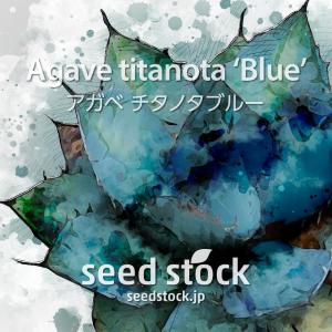 アガベの種子 チタノタ ブルー Agave titanota 'Blue'