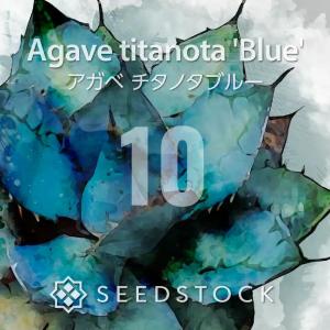 [種子] アガベ チタノタブルー 10粒｜SEEDSTOCK