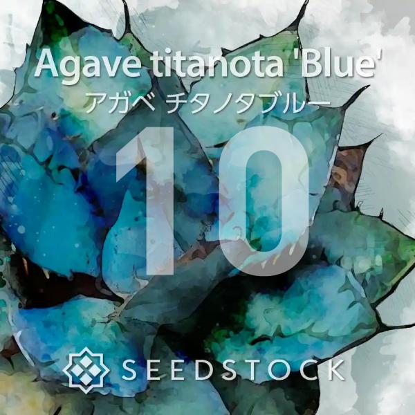 [種子] アガベ チタノタブルー Agave titanota Blue 10粒｜多肉植物 人気品種...