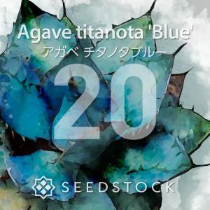 [種子] アガベ チタノタブルー Agave t...の商品画像