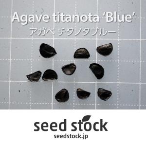 アガベの種子 チタノタ ブルー Agave t...の詳細画像1