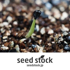 アガベの種子 チタノタ ブルー Agave t...の詳細画像2