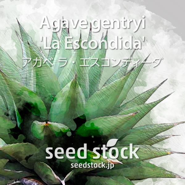 アガベの種子 ラ・エスコンディーダ Agave gentryi 'La Escondida'