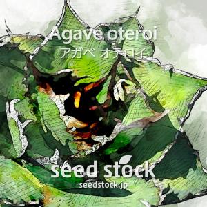 アガベの種子 オテロイ Agave oteroi