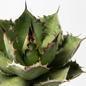 [種子] アガベ オテロイ Agave ote...の詳細画像1