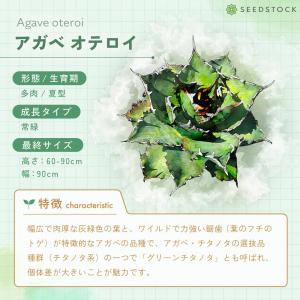 [種子] アガベ オテロイ Agave ote...の詳細画像5