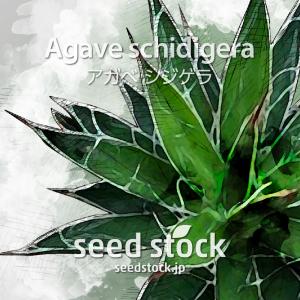 アガベの種子 シジゲラ Agave schidigera