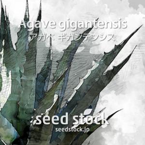 アガベの種子 オテロイ Agave oteroi : SEEDSTOCK ヤフーショップ