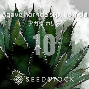 [種子] アガベ ホリダ Agave horrida ssp. horrida 10粒｜人気品種 鋸歯が魅力 初心者向け