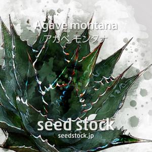 アガベの種子 モンタナ Agave montana