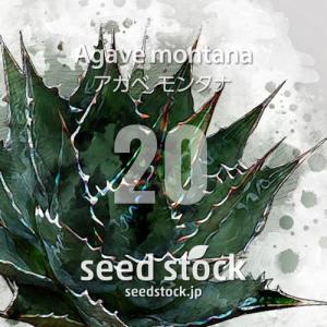 種子] アガベ オテロイ Agave oteroi 50粒｜人気品種 希少品種