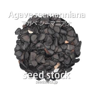 アガベの種子 シーマニアナ Agave see...の詳細画像1