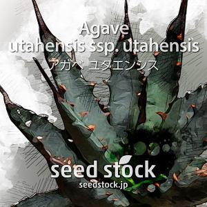2月入荷 200粒 アガベ ユタエンシス エボリスピナ ベガス 種子 種 証明書 アガベ ユタエンシス エボリスピナ 【カリフォルニア産/抜き苗